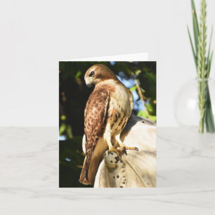 Red-Thai Hawk #1 - Blank Note Card