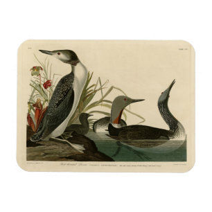 Red-Throated Diver (Loon) Audubon Birds of America Magnet