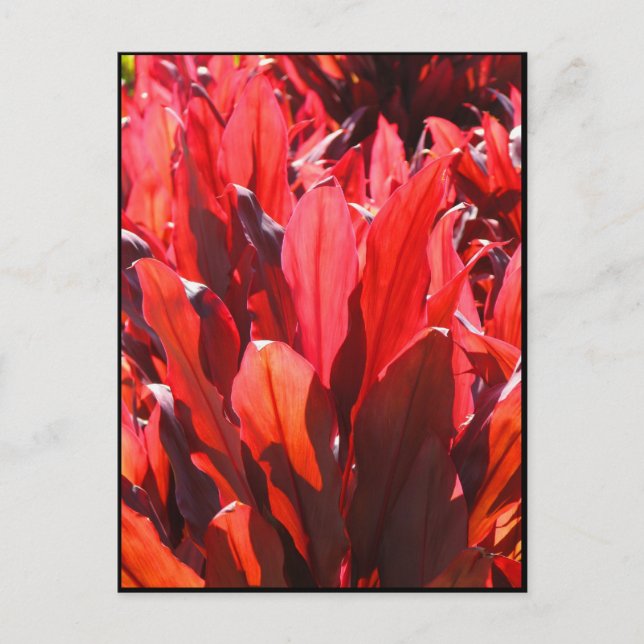 Red Ti Postcard (Front)