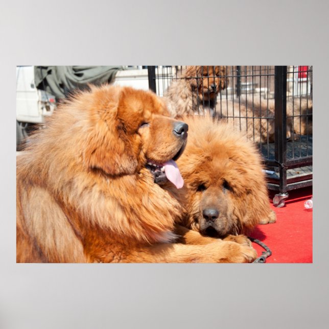 Red Tibetan Mastiff Poster (Front)