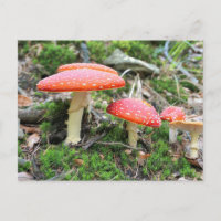 Red toadstool mushrooms