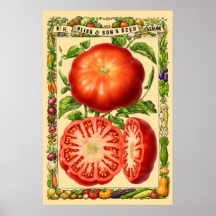 Red Tomato Retro Victorian Era Botanical Art Poster