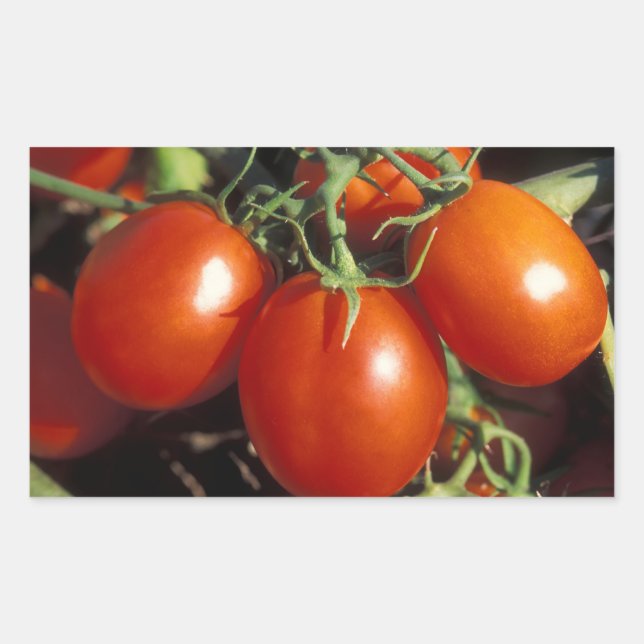 Red Tomatoes Rectangular Sticker (Front)