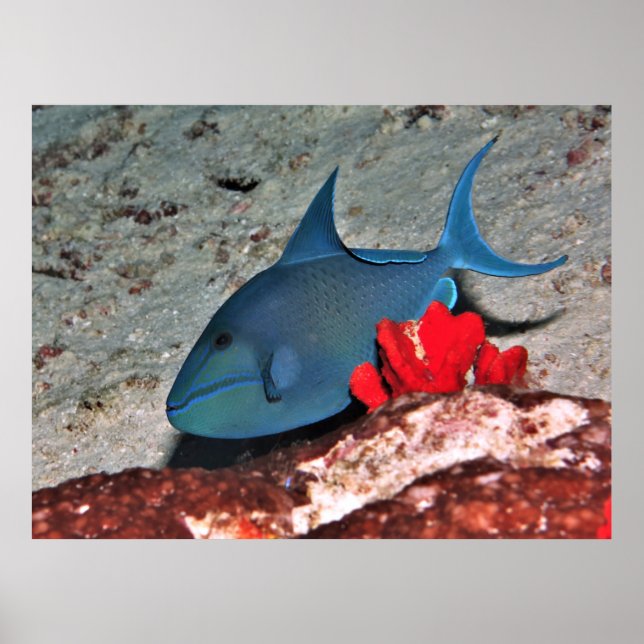 Red Tooth Triggerfish Poster (Front)