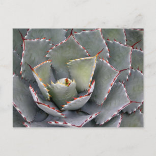 Red-toothed agave postcard