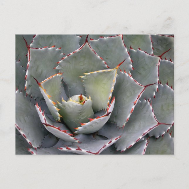 Red-toothed agave postcard (Front)