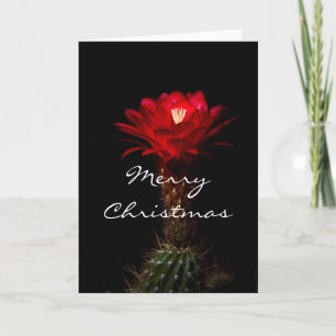 Red torch cactus flower,   Merry Christmas Holiday Card