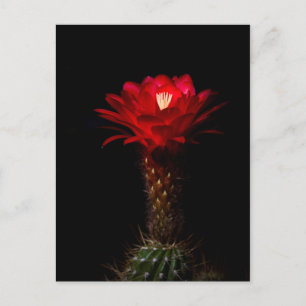 Red torch cactus flower postcard