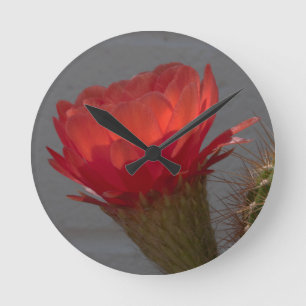 Red Torch Cactus Flower Round Clock