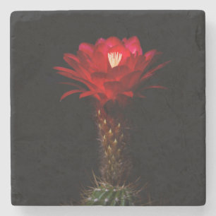 Red torch cactus flower stone coaster