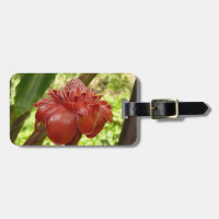 Red Torch Ginger Tropical Flower Photography