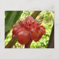 Red Torch Ginger Tropical Flower Photography