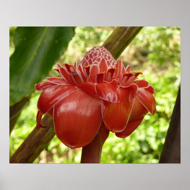 Red Torch Ginger Tropical Flower Photography Poster (Front)