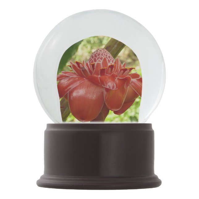 Red Torch Ginger Tropical Flower Photography Snow Globe (Back)