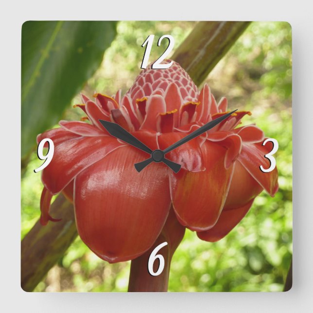 Red Torch Ginger Tropical Flower Photography Square Wall Clock (Front)