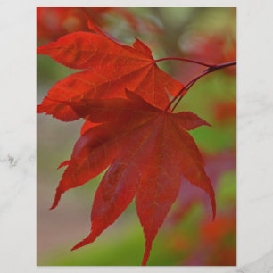 Red Tree Leaves