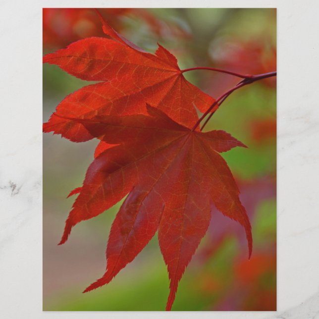 Red Tree Leaves (Front)