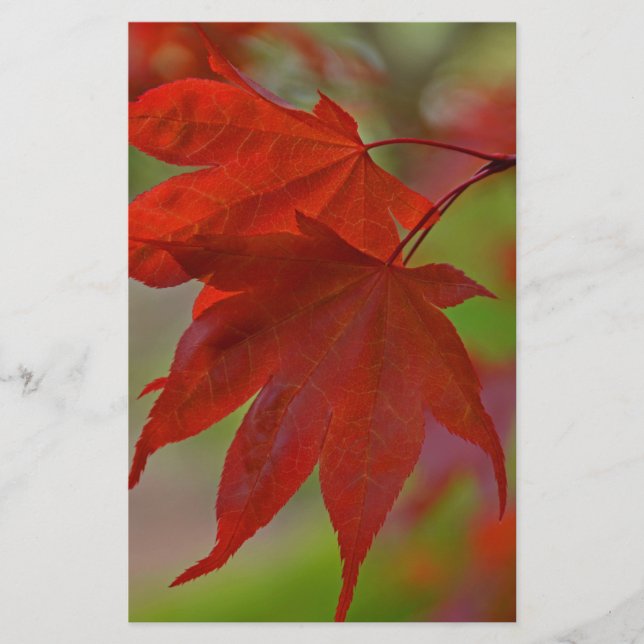 Red Tree Leaves (Front)