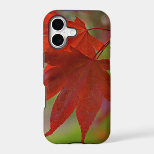 Red Tree Leaves