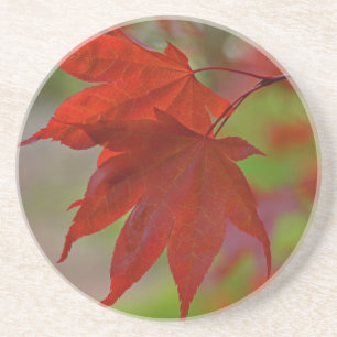 Red Tree Leaves Coaster