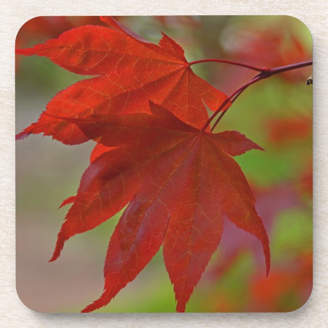 Red Tree Leaves Coaster (Front)