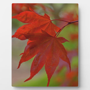 Red Tree Leaves Plaque