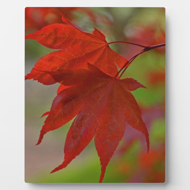 Red Tree Leaves Plaque (Front)