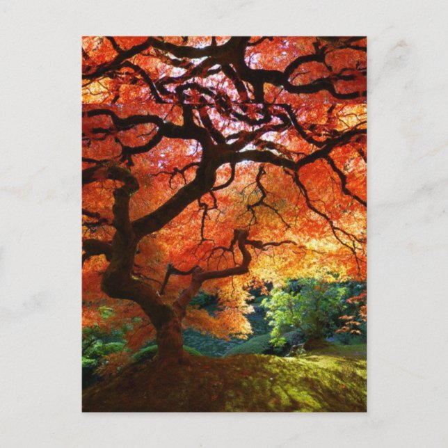 Red Tree Postcard (Front)