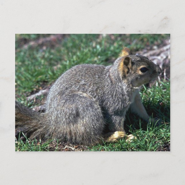 Red Tree Squirrel Postcard (Front)