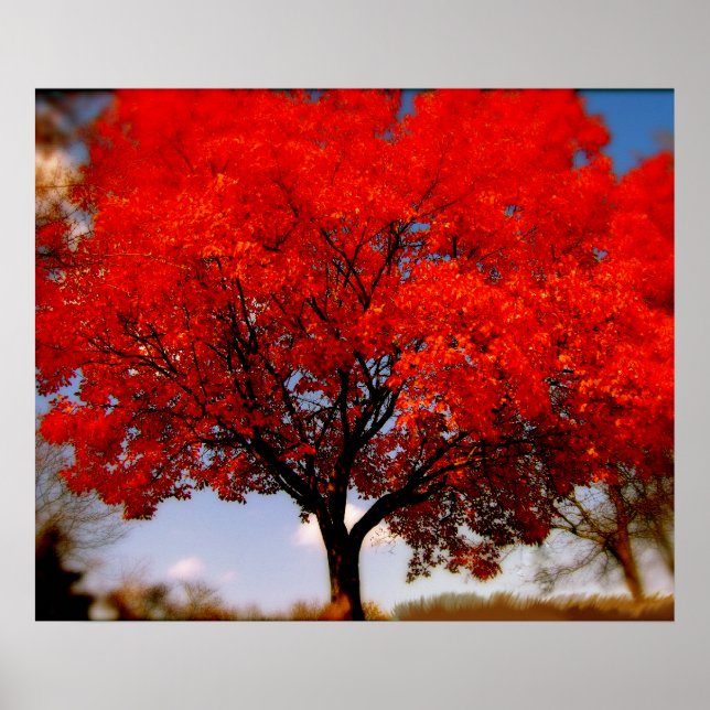 Red Tree with Clouds Poster (Front)