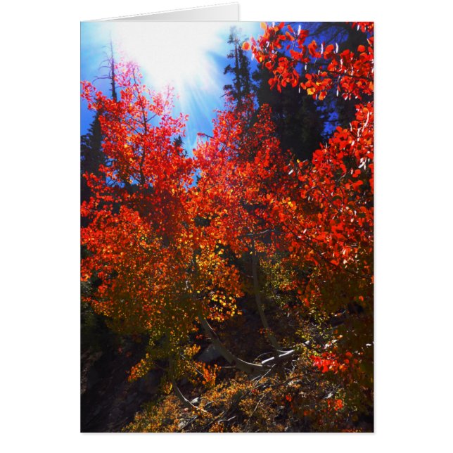 Red Trees, All Occasion Blank Greeting Card        (Front)