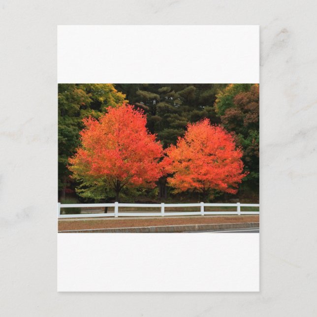 Red Trees Postcard (Front)