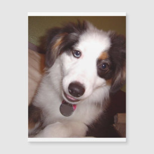 red tri mini aussie.png