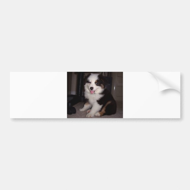 red tri Puppy mini aussie Bumper Sticker (Front)