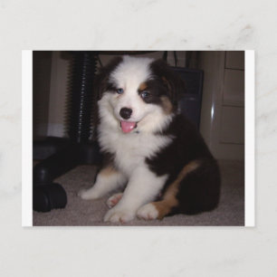 red tri Puppy mini aussie Postcard