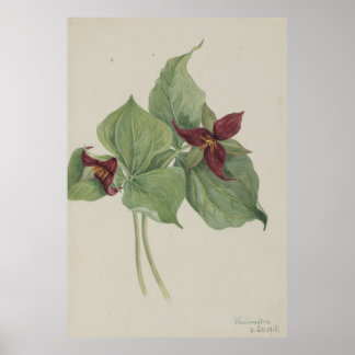 Red Trillium (Trillium erectum) Poster