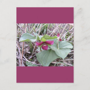 Red Trilliums Postcard