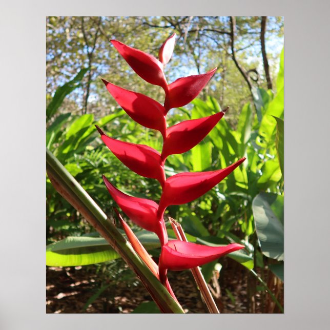 Red Tropical Flower - Heliconia Poster (Front)