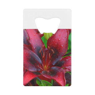 Red tropical lily