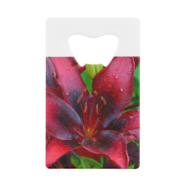 Red tropical lily (Front)