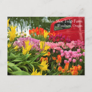 Red Truck with Tulips, Oregon Postcard