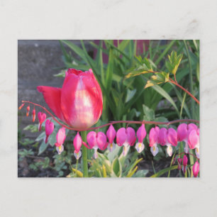 Red Tulip And Pink Bleeding Heart Flowers Postcard
