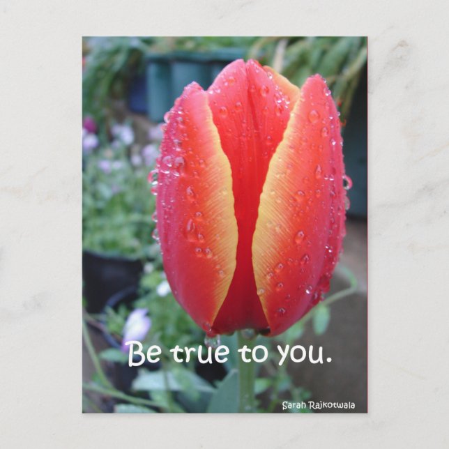 Red Tulip and Raindrops floral Be True To You Postcard (Front)