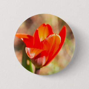 Red Tulip Blossom 6 Cm Round Badge