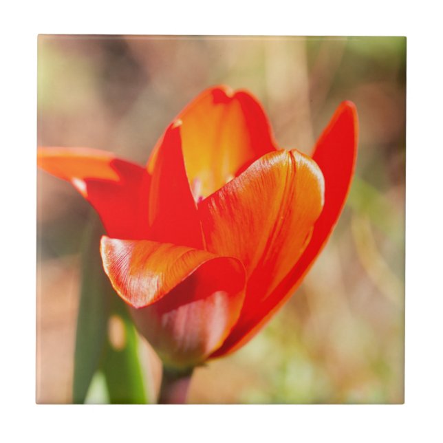 Red Tulip Blossom Ceramic Tile (Front)