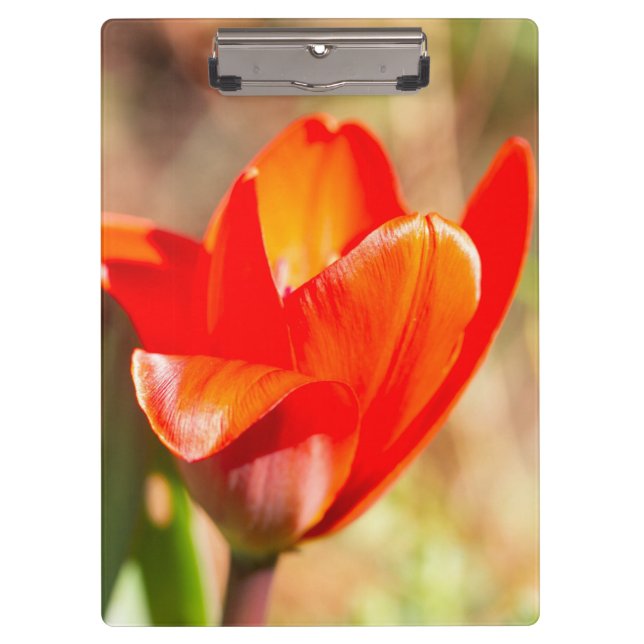 Red Tulip Blossom Clipboard (Front)