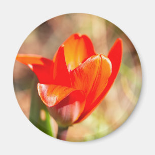 Red Tulip Blossom Magnet