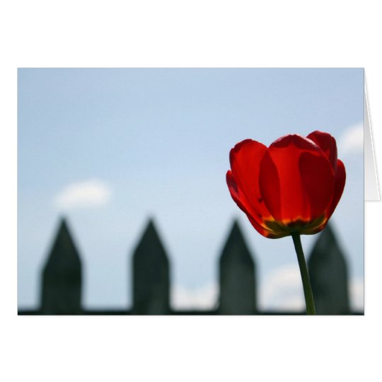 Red Tulip Card