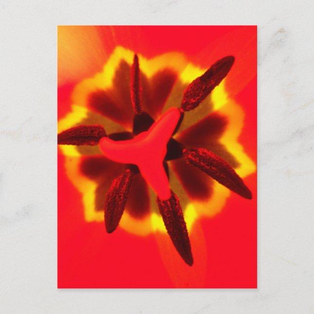 Red Tulip Centre Postcard (Front)