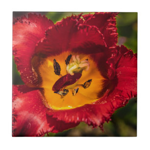Red tulip ceramic tile
